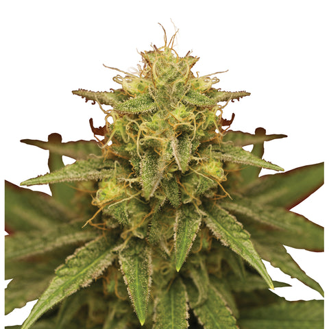 Royal Domina - fem. - 3 Stk. -  Royal Queen Seeds