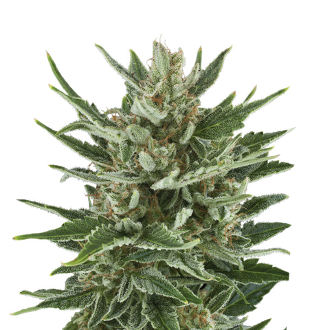Speedy Chile Fast - fem. - 3 Stk. -  Royal Queen Seeds