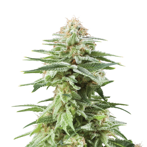 White Widow - fem. - 3 Stk. -  Royal Queen Seeds