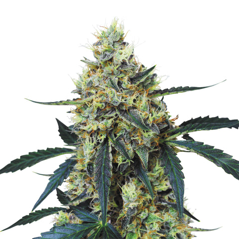 Mimosa - fem. - 3 Stk. -  Royal Queen Seeds