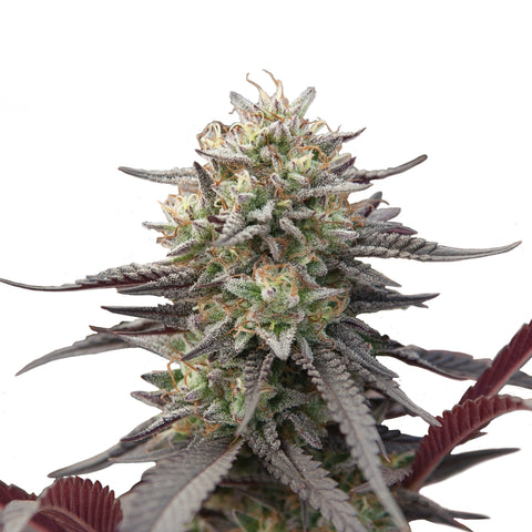 Green Crack Punch - fem. - 3 Stk. -  Royal Queen Seeds