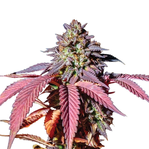 Purple Queen - fem. - 3 Stk. -  Royal Queen Seeds