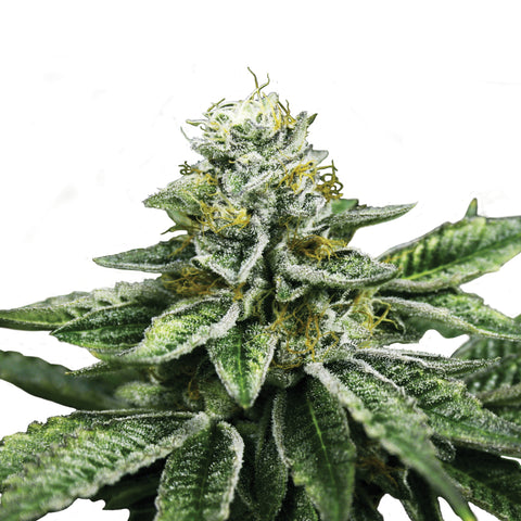 Sherbet Queen - fem. - 3 Stk. -  Royal Queen Seeds