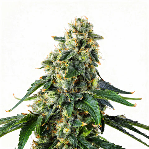 Presidential Pardon - fem. - 3 Stk. - Compound Genetics