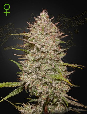 Chemical Candy - auto - 3 Stk. -  Green House Seeds