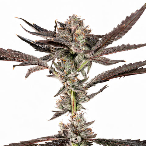 Propa Candy - fem. - 3 Stk. - Wizard Trees