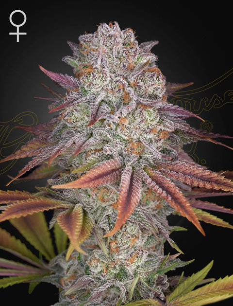 Pulp Friction - fem. - 3 Stk. -  Green House Seeds