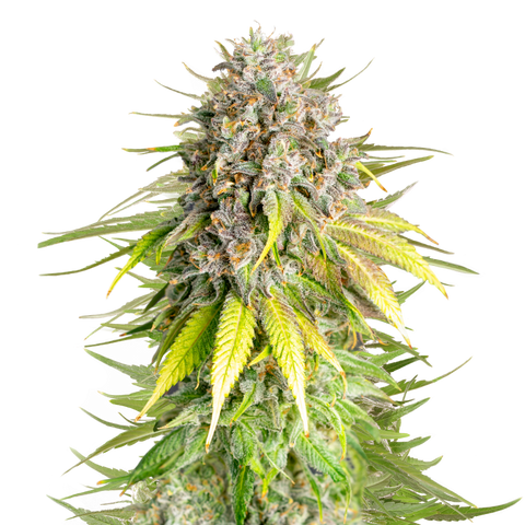 Punch Pie - fem. - 3 Stk. -  Royal Queen Seeds