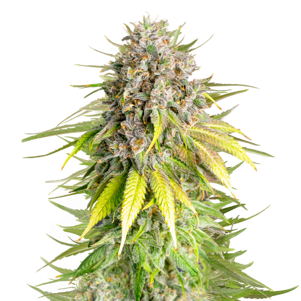 Punch Pie - fem. - 3 Stk. -  Royal Queen Seeds