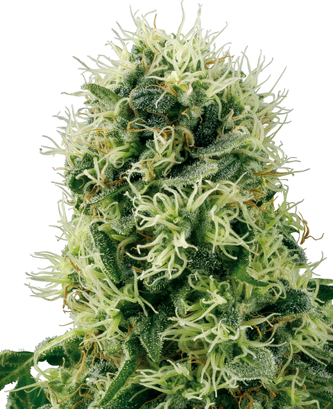 Pure Power Plant   - fem. - 3 Stk. - Sensi Seeds