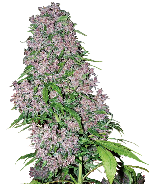 Purple Bud  - fem. - 3 Stk. - Sensi Seeds