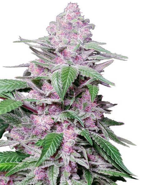 Purple Cookie Kush - fem. - 3 Stk. - Sensi Seeds