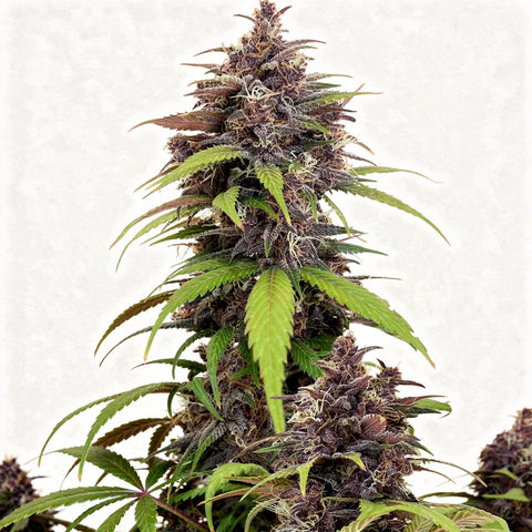 Purple Haze Auto - auto - 3 Stk. - 420 Fast Buds