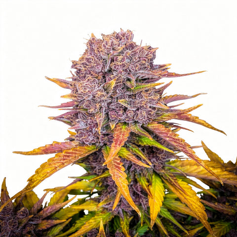 Purple Lemonade Auto - auto - 3 Stk. - 420 Fast Buds