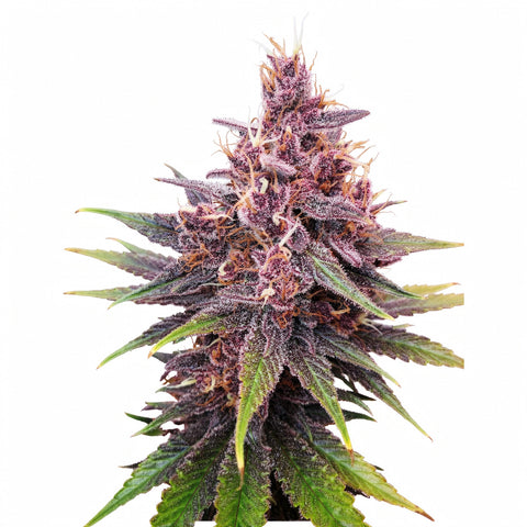 Purple Lemonade FF - fem. - 3 Stk. - 420 Fast Buds