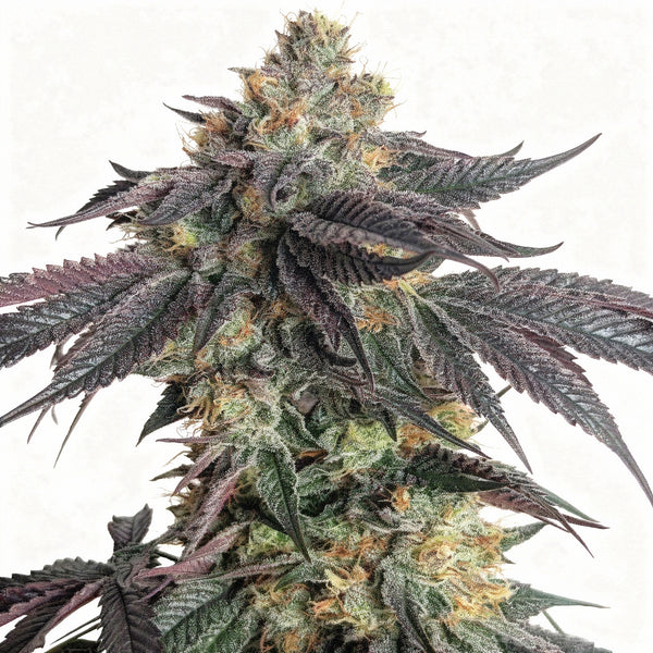 Purple Limeade - fem - 6 Stk. - Umami Seed Co.