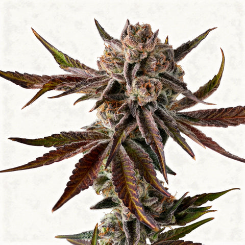 Purple Preserves - fem. - 3 Stk. - Compound Genetics