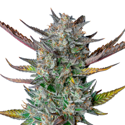 Purple Punch - auto - 3 Stk. -  Royal Queen Seeds