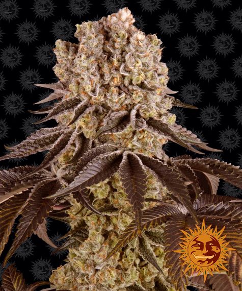 Purple Punch - fem. - 3 Stk. - Barney's Farm
