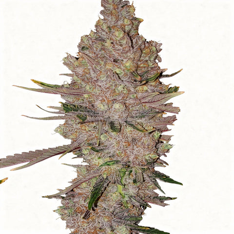 Purple Sunset RBX2 - fem - 5 Stk. - Ethos Genetics