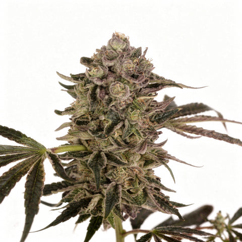 Quick Sherbet - fem - 3 Stk. - Exotic Seeds