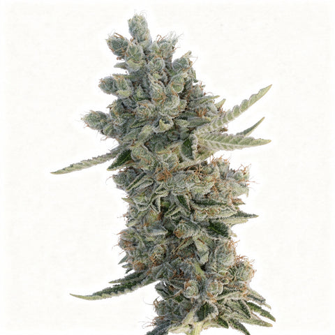 Rafale - fem - 5 Stk. - Botafarm