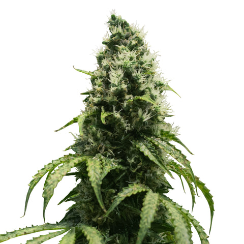 Skunk XL - reg. - 10 Stk. -  Royal Queen Seeds