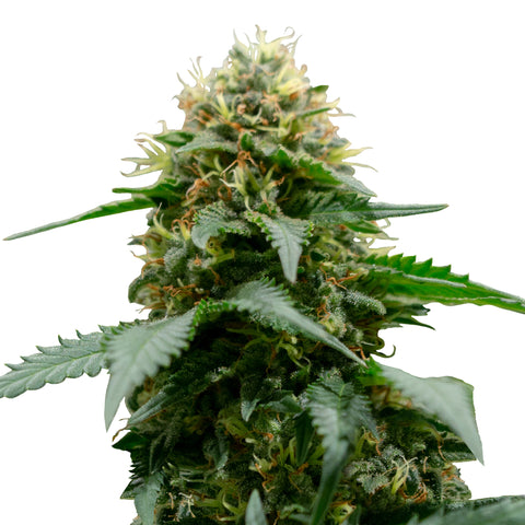 White Widow - reg. - 10 Stk. -  Royal Queen Seeds