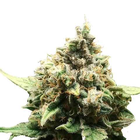 Critical - reg. - 10 Stk. -  Royal Queen Seeds