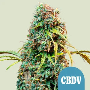 Royal CBDV - auto - 3 Stk. -  Royal Queen Seeds