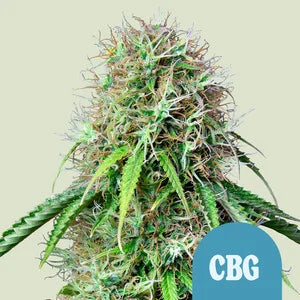 Royal CBG - auto - 3 Stk. -  Royal Queen Seeds