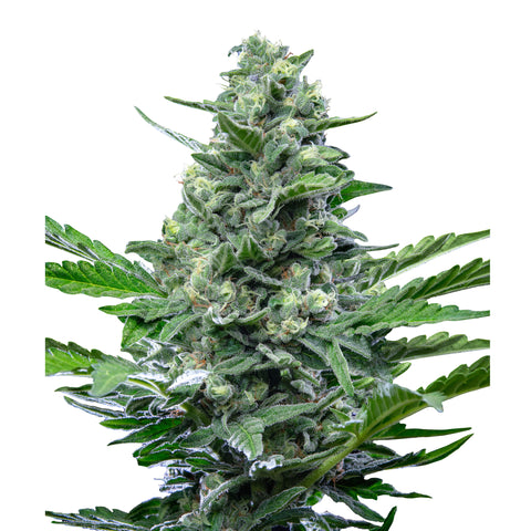 Royal Critical - auto - 3 Stk. -  Royal Queen Seeds