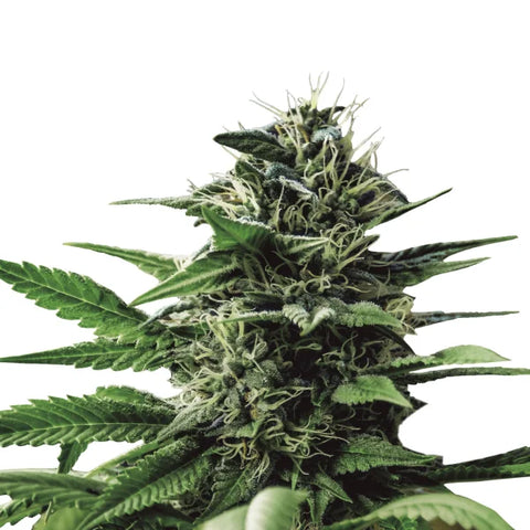 Tatanka Pure - fem. - 3 Stk. -  Royal Queen Seeds