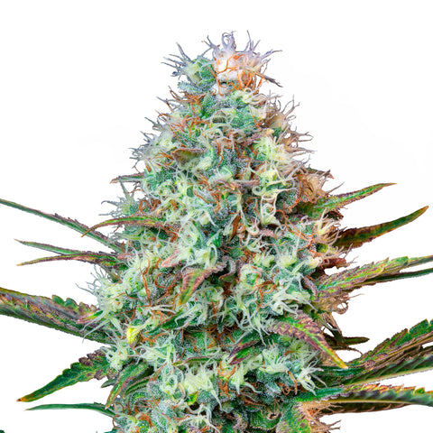 Royal Runtz - fem. - 3 Stk. -  Royal Queen Seeds