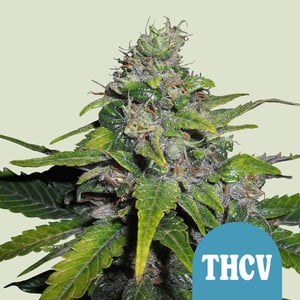 Royal THCV - fem. - 3 Stk. -  Royal Queen Seeds