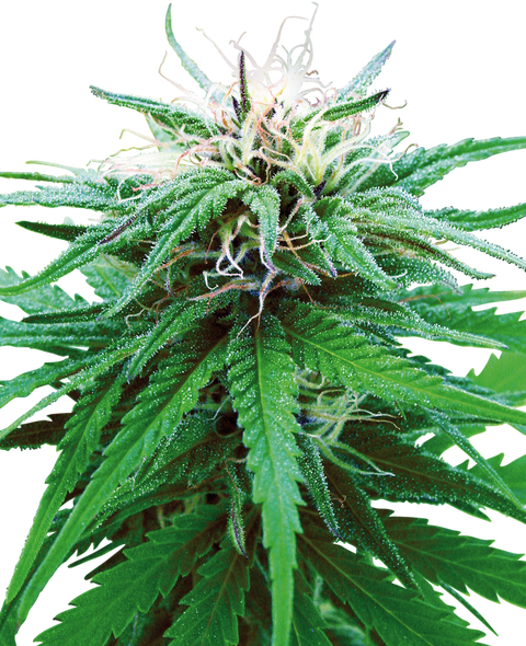 Ruderalis Indica®  - reg. - 10 Stk. - Sensi Seeds