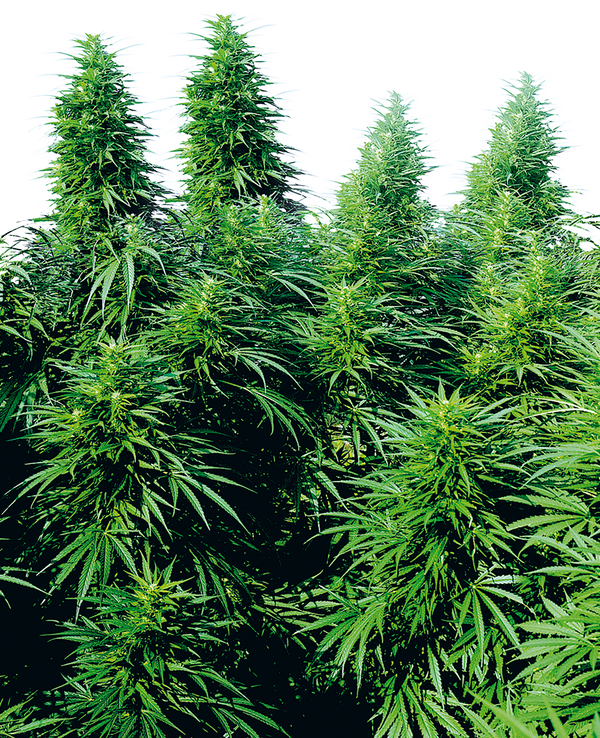 Ruderalis Skunk®  - reg. - 10 Stk. - Sensi Seeds