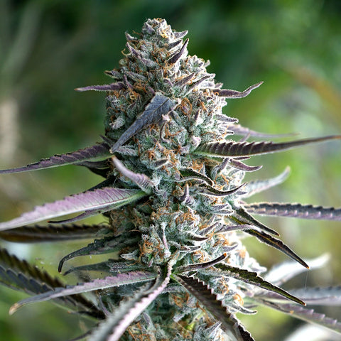 Runtz - Fast Flowering - 3 Stk. -  Humboldt Seeds