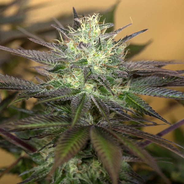 Sapphire OG - fem. - 3 Stk. -  Humboldt Seeds