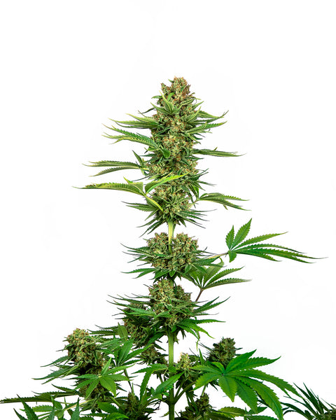 Satin Black Domina CBD - fem. - 3 Stk. - Sensi Seeds