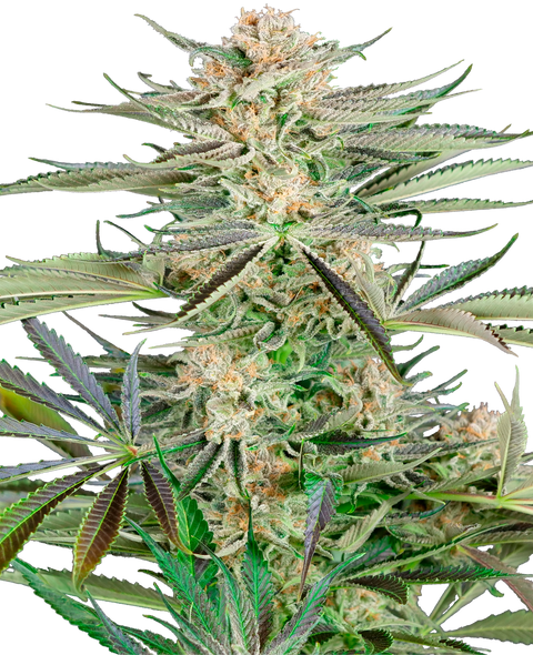 Screwdriver OG   - fem. - 3 Stk. - Sensi Seeds