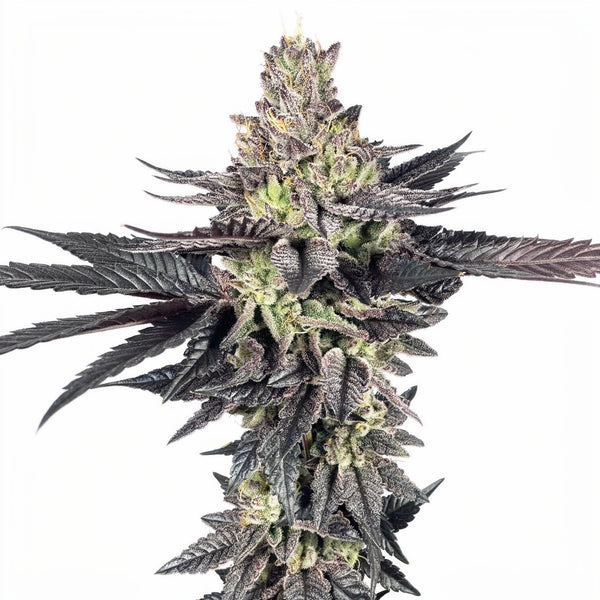 Seifuku - fem - 6 Stk. - Umami Seed Co.