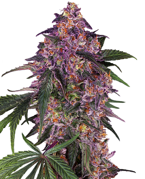 Sensi Purple Kush ® - fem. - 3 Stk. - Sensi Seeds