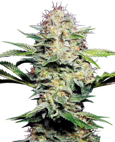 Sensi Skunk - auto - 3 Stk. - Sensi Seeds