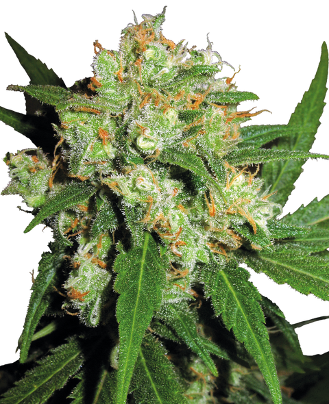 Sensi Skunk - fem. - 3 Stk. - Sensi Seeds