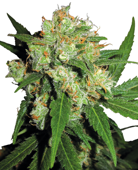 Sensi Skunk®  - reg. - 10 Stk. - Sensi Seeds