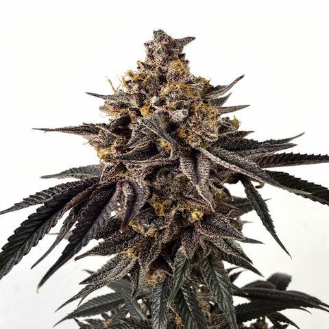Shinigami - fem - 6 Stk. - Umami Seed Co.