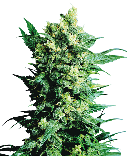 Shiva Shanti II®  - reg. - 10 Stk. - Sensi Seeds