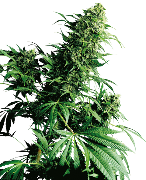 Shiva Shanti®  - reg. - 10 Stk. - Sensi Seeds