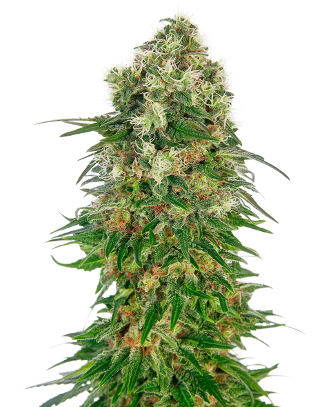 Shiva Skunk - auto - 3 Stk. - Sensi Seeds